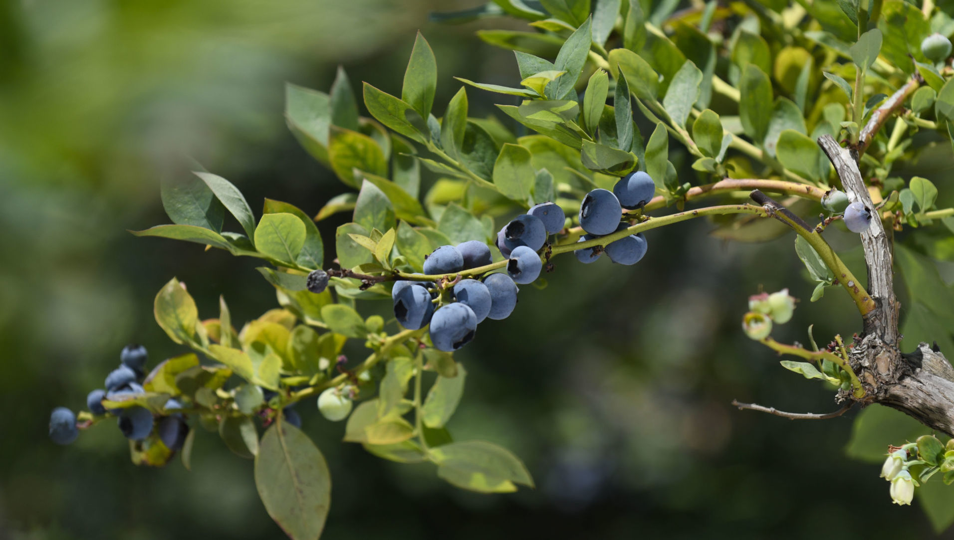 050720 U-Pick Blueberries 04.jpg